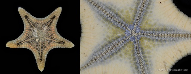 Goniodiscaster sp. "1" • © CMBS photography team • All Rights Reserved