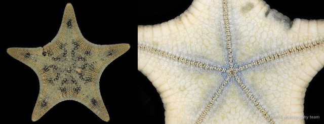 Goniodiscaster sp. "2" • © CMBS photography team • All Rights Reserved