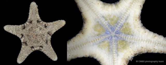Goniodiscaster sp. "3" • © CMBS photography team • All Rights Reserved