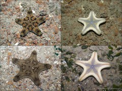 Goniodiscaster scaber • © Ria Tan • All Rights Reserved