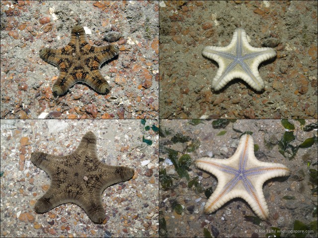 Goniodiscaster scaber