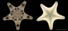 Goniodiscaster scaber • © CMBS photography team • All Rights Reserved