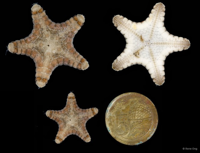Goniodiscaster scaber