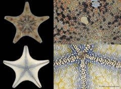 Goniodiscaster scaber • © CMBS photography team • All Rights Reserved