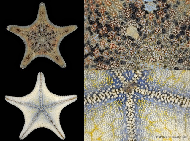 Goniodiscaster scaber
