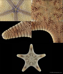 Goniodiscaster scaber • © CMBS photography team • All Rights Reserved