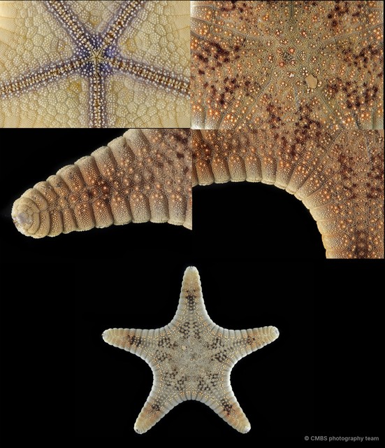 Goniodiscaster scaber