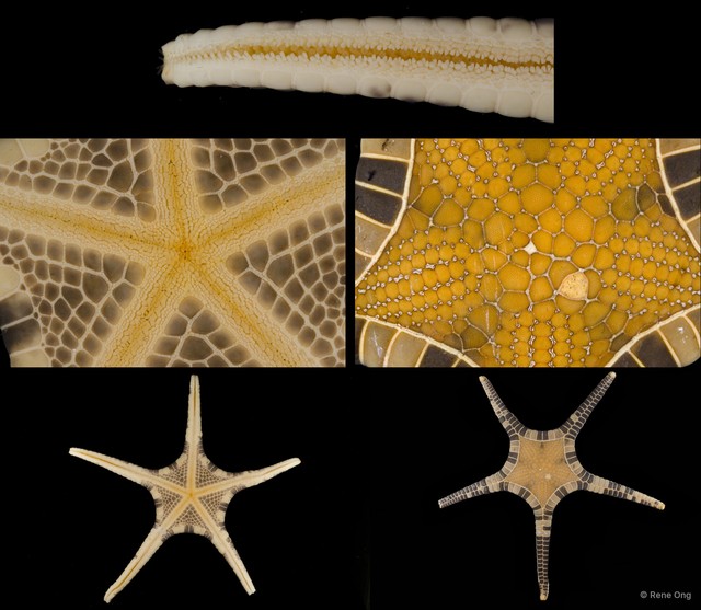 Iconaster longimanus