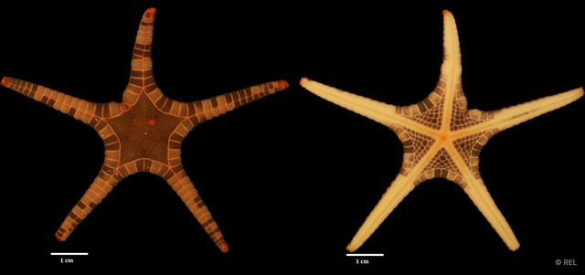 Iconaster longimanus