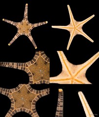 Iconaster longimanus • © Rene Ong • All Rights Reserved