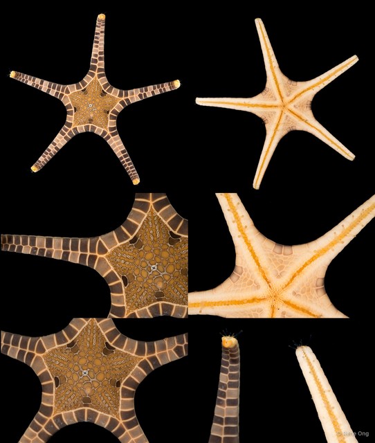 Iconaster longimanus