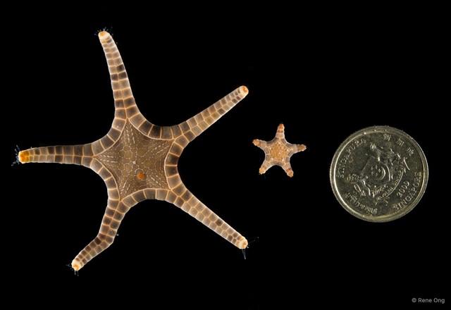 Iconaster longimanus • © Rene Ong • All Rights Reserved