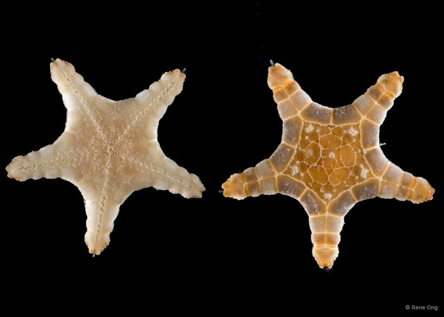 Iconaster longimanus