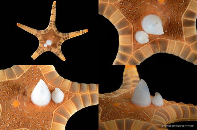 Iconaster longimanus