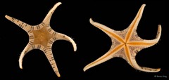 Iconaster longimanus • © Rene Ong • All Rights Reserved