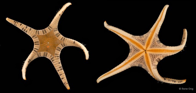 Iconaster longimanus