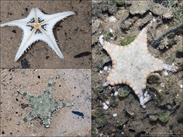 Stellaster childreni