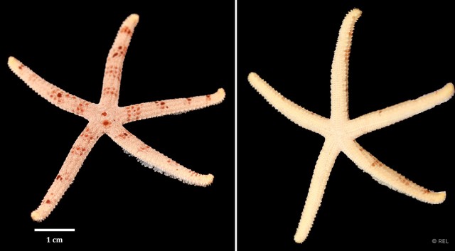 Ophidiaster granifer
