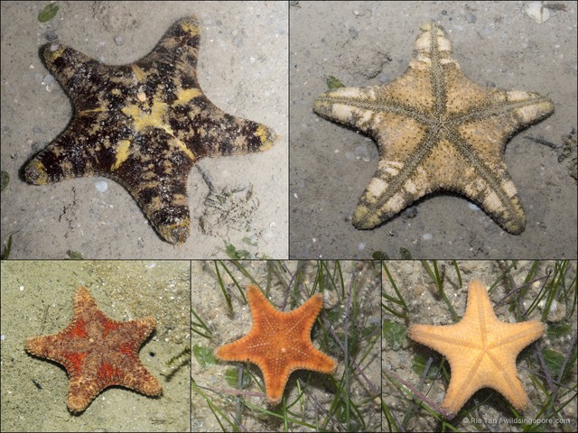 Anthenea aspera