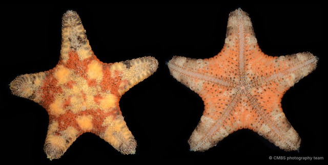 Anthenea aspera
