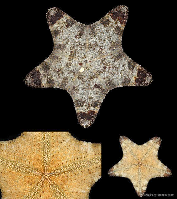 Anthenea aspera