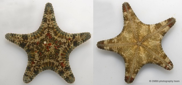 Anthenea aspera