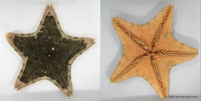 Anthenea aspera