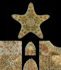 Anthenea aspera • © CMBS photography team • All Rights Reserved
