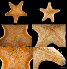 Anthenea aspera • © Rene Ong • All Rights Reserved
