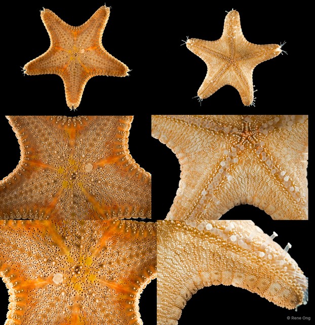 Anthenea aspera