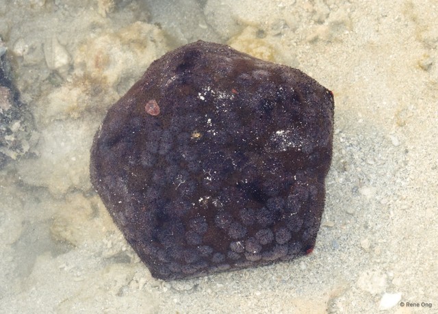 Culcita novaeguineae