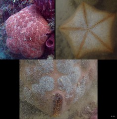 Culcita novaeguineae • © REL • All Rights Reserved