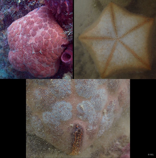 Culcita novaeguineae