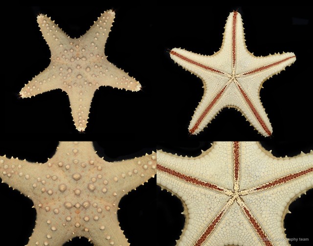 Pentaceraster alveolatus • © CMBS photography team • All Rights Reserved
