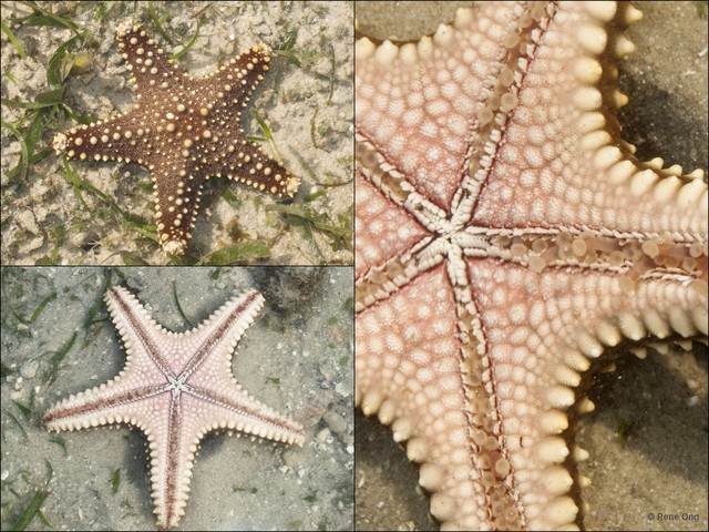 Pentaceraster mammillatus