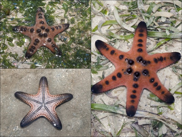 Protoreaster nodosus • © Ria Tan • All Rights Reserved