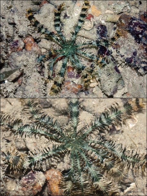 Crinoidea sp. "a7ee52bf" • © Rene Ong • All Rights Reserved