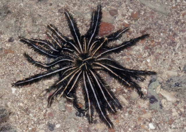 Crinoidea sp. "a7ee52c5" • © Rene Ong • All Rights Reserved