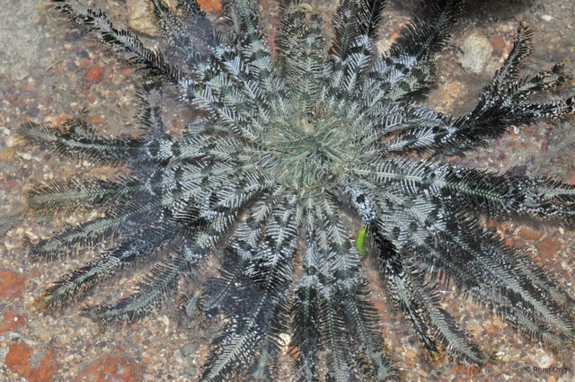 Crinoidea sp. "a7ee52c8" • © Rene Ong • All Rights Reserved