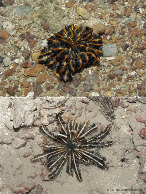 Crinoidea sp. "aadf7570" • © Ria Tan • All Rights Reserved