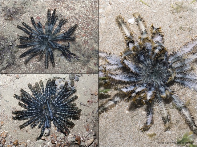 Crinoidea sp. "aadf7573" • © Ria Tan • All Rights Reserved