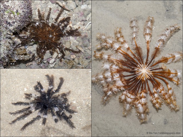 Crinoidea sp. "aadf7576" • © Ria Tan • All Rights Reserved