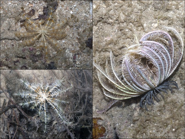 Crinoidea sp. "aadf7579" • © Ria Tan • All Rights Reserved