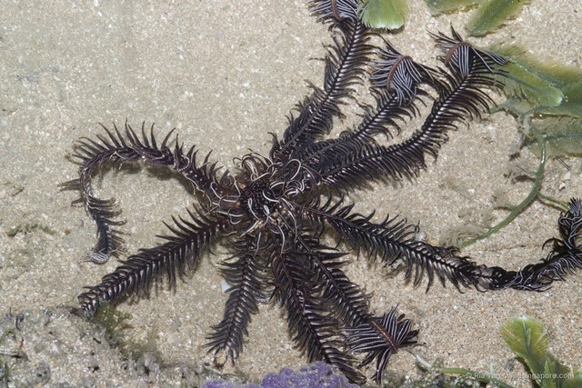 Crinoidea sp. "aadf757c" • © Ria Tan • All Rights Reserved