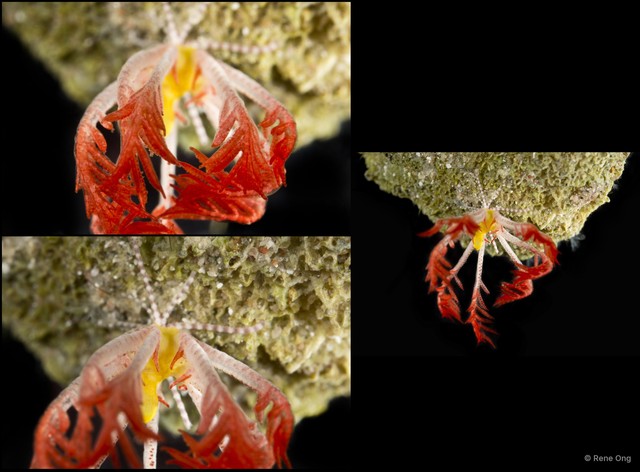Crinoidea sp. "Baby feather star" • © Rene Ong • All Rights Reserved