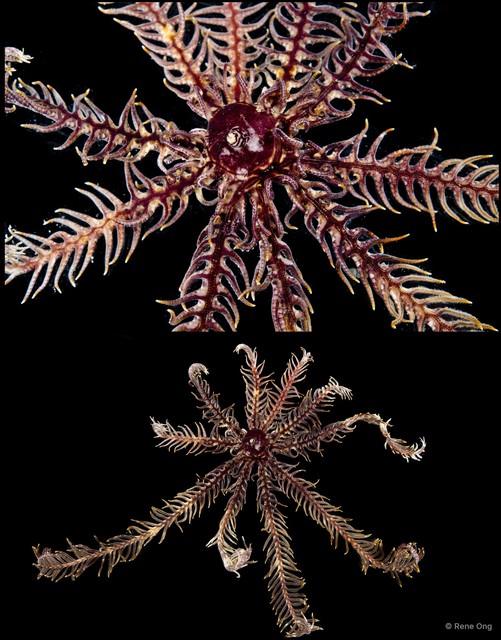 Crinoidea sp. "Feather star 5414DR2-025" • © Rene Ong • All Rights Reserved