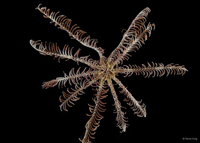 Crinoidea sp. "Feather star 5414DR2-029_032" • © Rene Ong • All Rights Reserved
