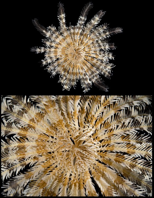 Crinoidea sp. "Feather star SEA-0011" • © Rene Ong • All Rights Reserved