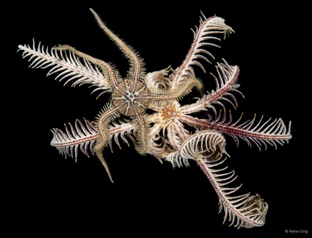 Crinoidea sp. "Feather star SEA-0298_99" • © Rene Ong • All Rights Reserved