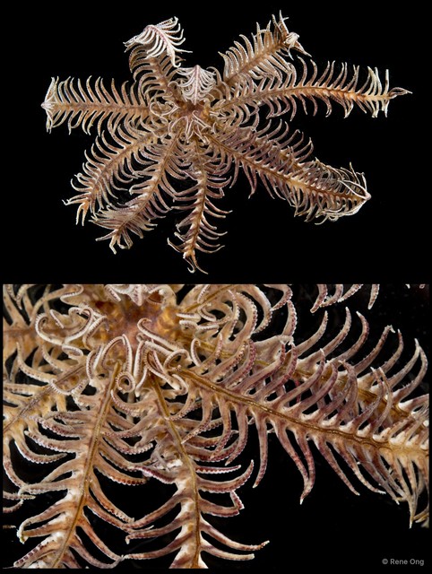 Crinoidea sp. "Feather star SEA-1862" • © Rene Ong • All Rights Reserved